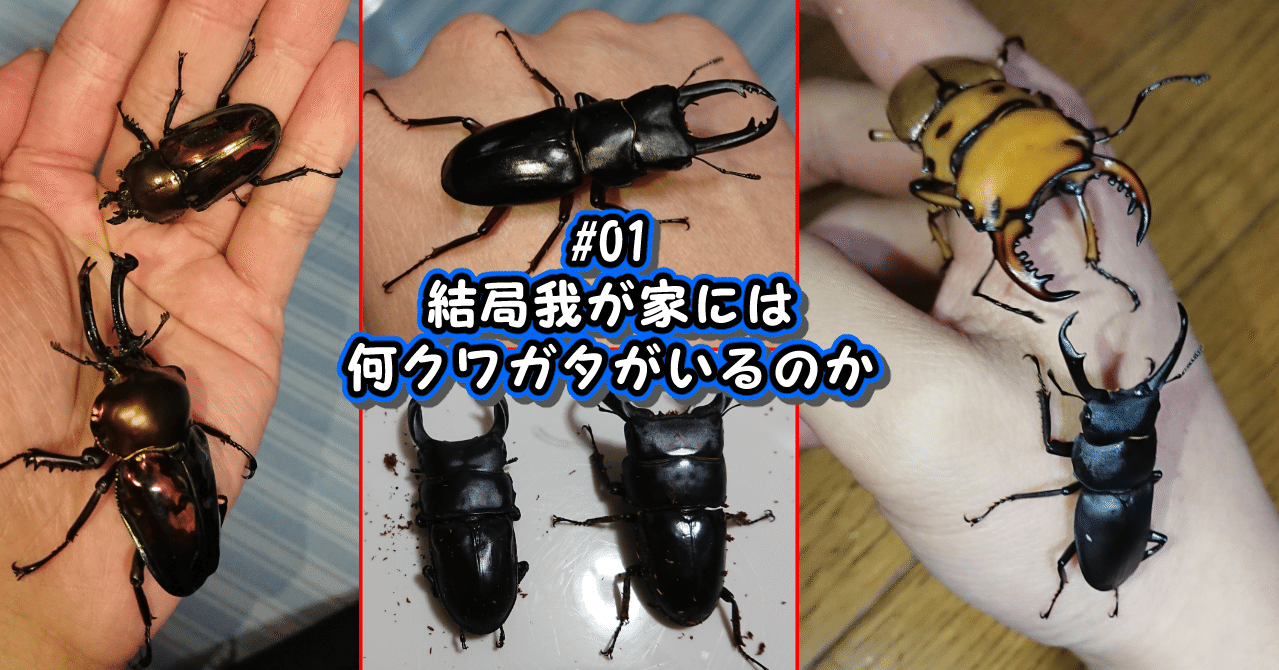 ノコギリクワガタ オス 20匹12000円