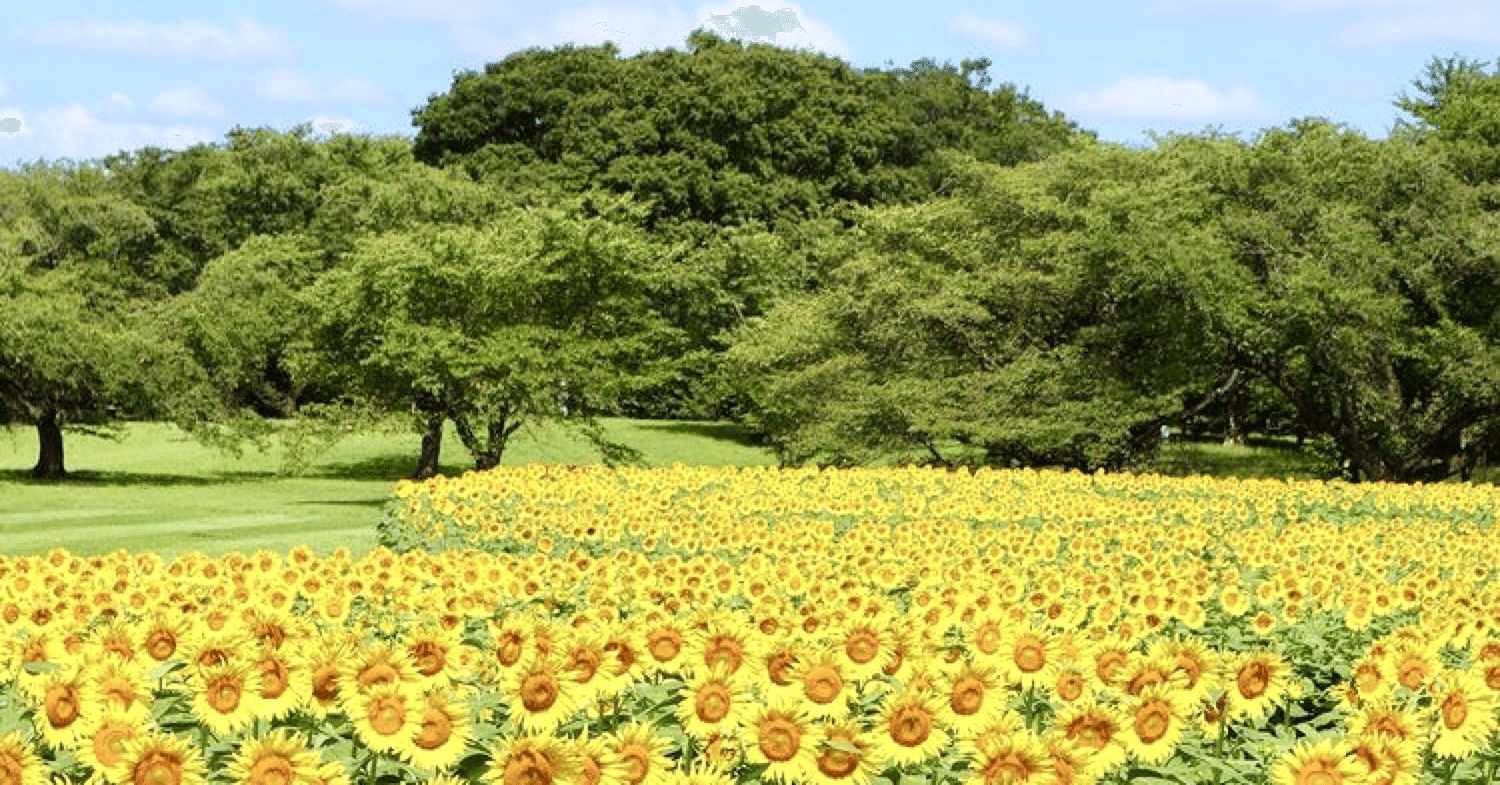 しんどい君へ 美輪明宏さん 原爆 路上生活 Lgbt偏見 波乱の人生 苦境こそ ルンルン 輝装心クリエイター Shikisailc Note