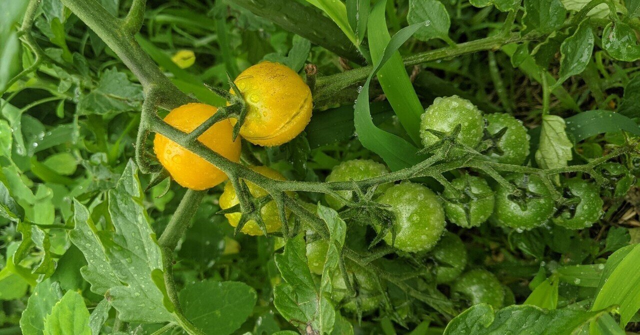 ミニトマトは露地栽培で雨よけなしでも育てる こやむ Note
