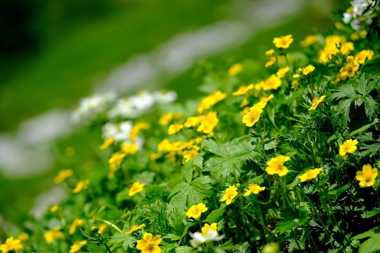 華やかな黄色の花 ミヤマキンバイ Hhaannaaiihh Note