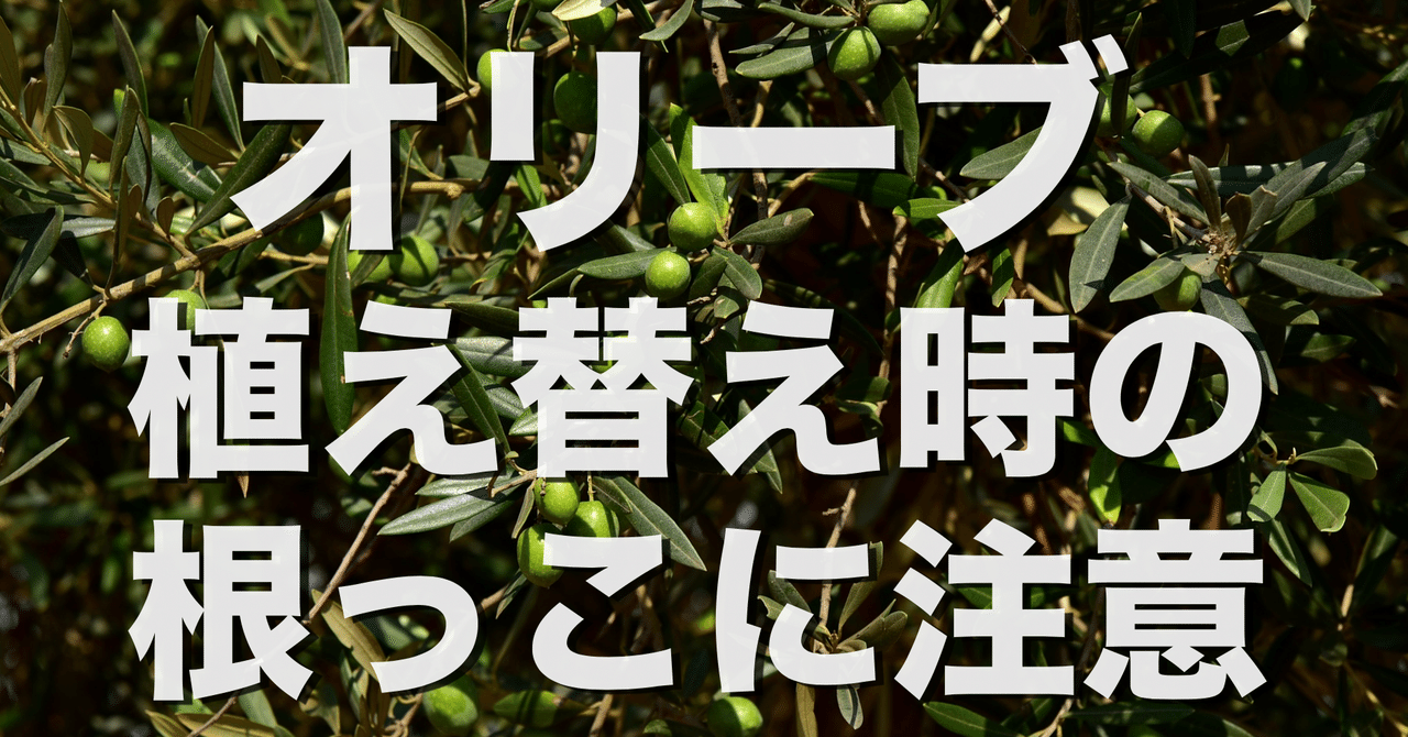 オリーブに植え替えに根っこから土を取ってはいけない オリーブ農家の日常 Note