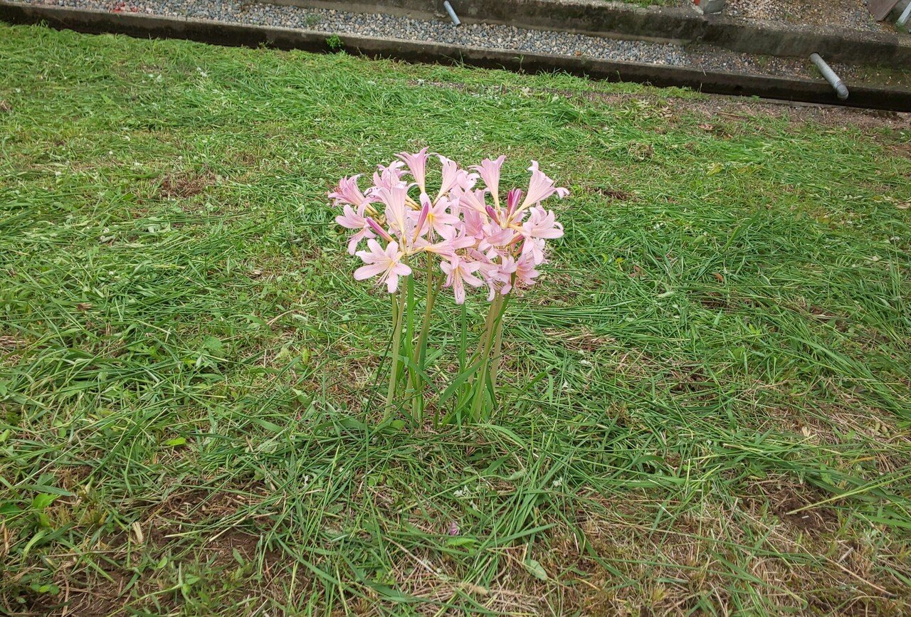 ようやく雨が上がったので 久しぶりにお散歩へ すると 草刈りを終えた空き地にポンとピンクの花が咲いているのを発見 えっ これって彼岸花 お盆が終わったばかりだけど と不思議に思い調べてみたところ Emiko Note