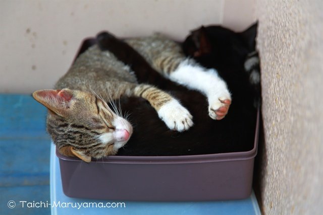 箱入り猫、  おまえら、、なぜ、あえてそんなところに。。笑  「箱入り猫（笑）」 http://taichi-maruyama.com/blog/boxcats/