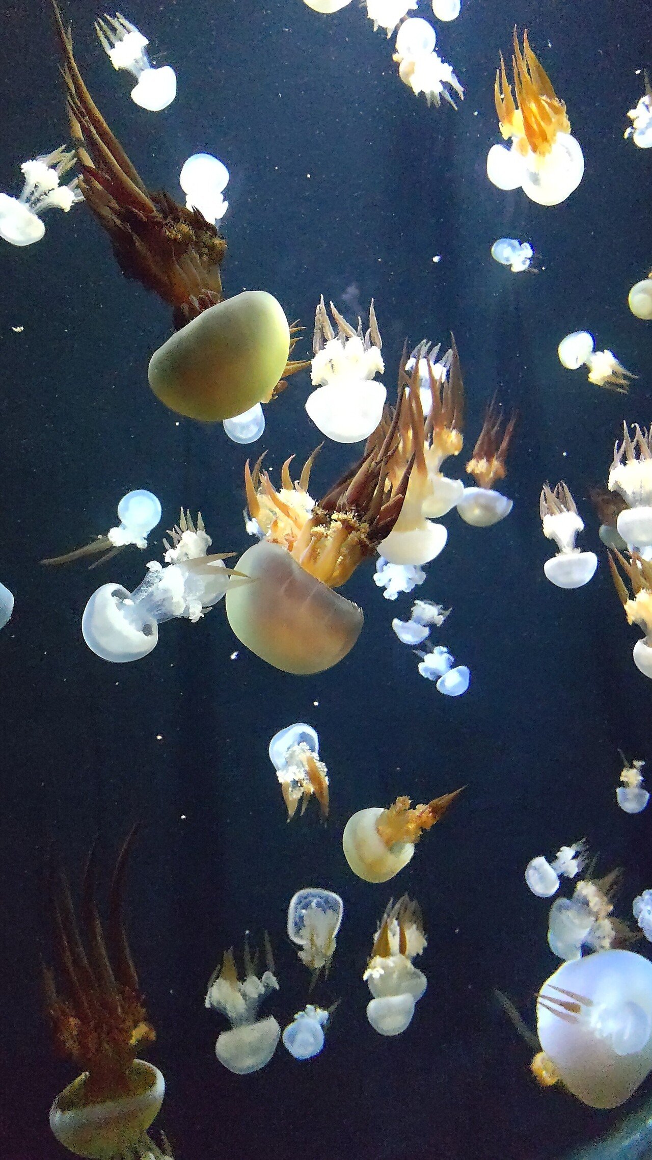 クラゲの世界 Mojira Note