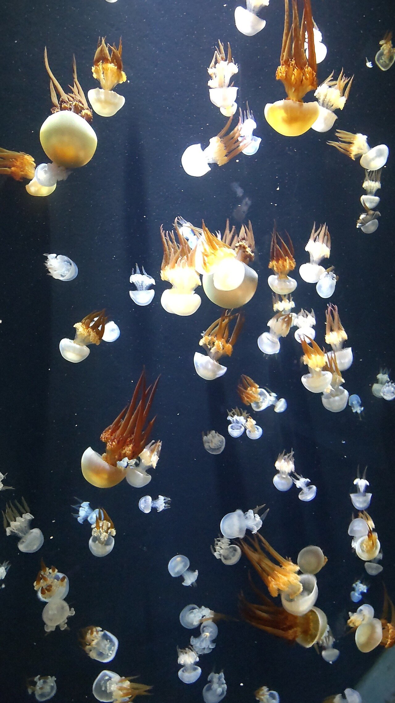 クラゲの世界 Mojira Note