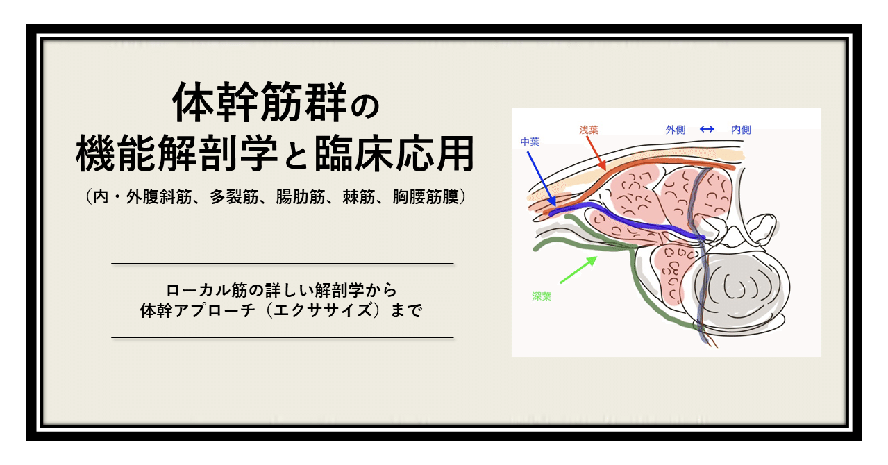 体幹筋群の機能解剖学と臨床応用 サブスク 理学療法士による理学療法士のためのnote Note