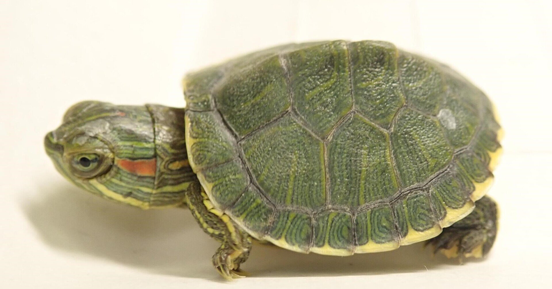 ミドリガメ 384ミドリガメ飼育禁止｜喜多村悦史