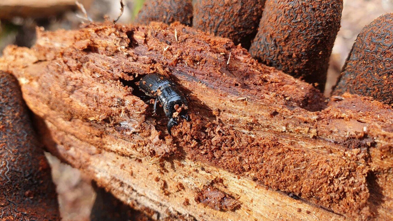 ミヤマツヤハダクワガタ ♂20.8〜20.9㎜ペア 標本