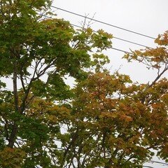 色づく紅葉を見て思うこと