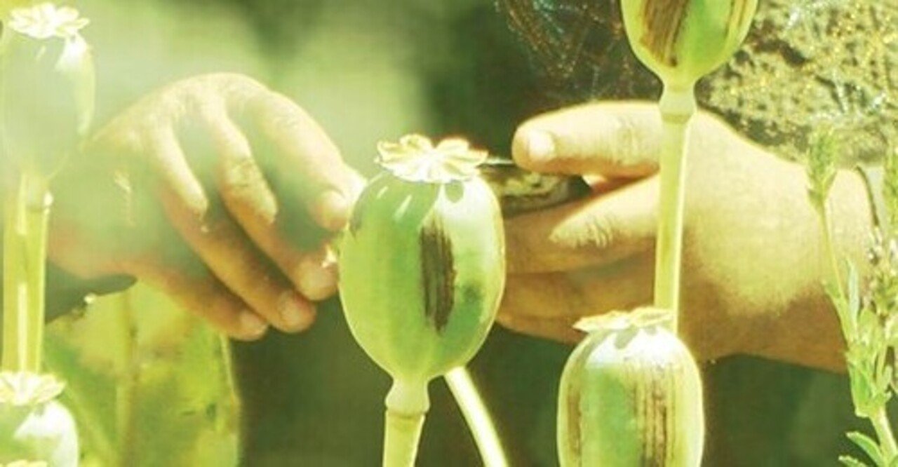 アフガニスタンの政治を動かすアヘン産業『砂の上に築かれた国』の文献