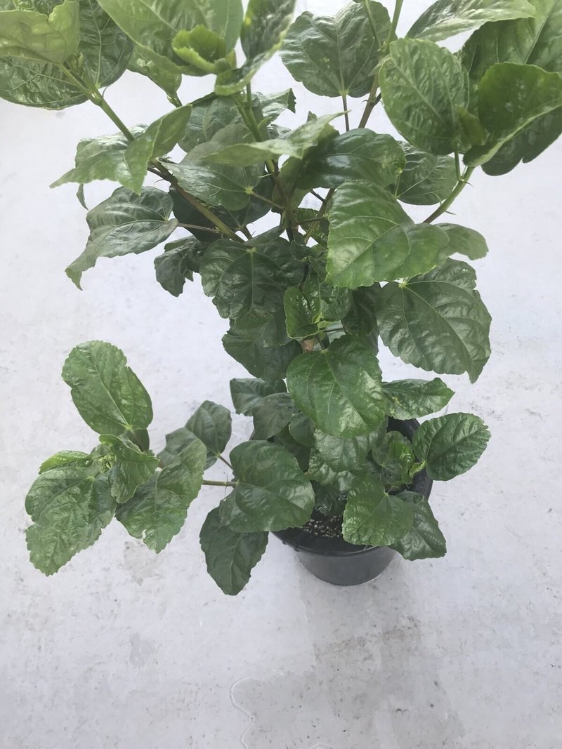 ガーデニング ハイビスカスが花をつけない おがばん 拝万里 Note