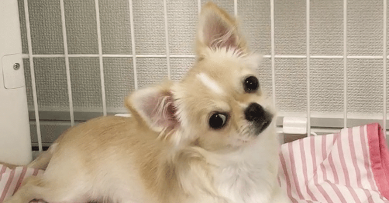 犬が首をかしげる音 Maki Note 犬が首をかしげる音 Maki Note