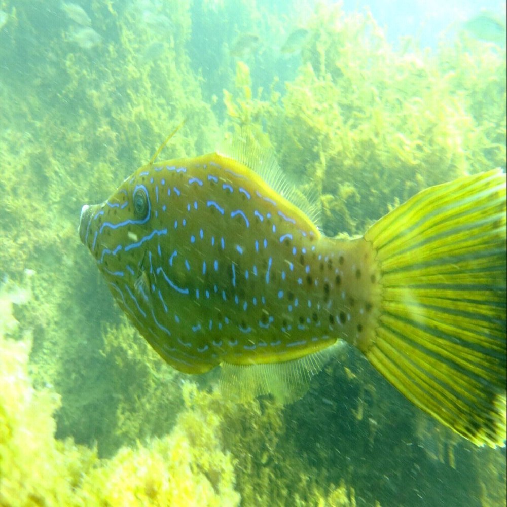 瀬戸内海でも発見 猛毒を持つ生き物たち 神戸新聞公式 うっとこ兵庫