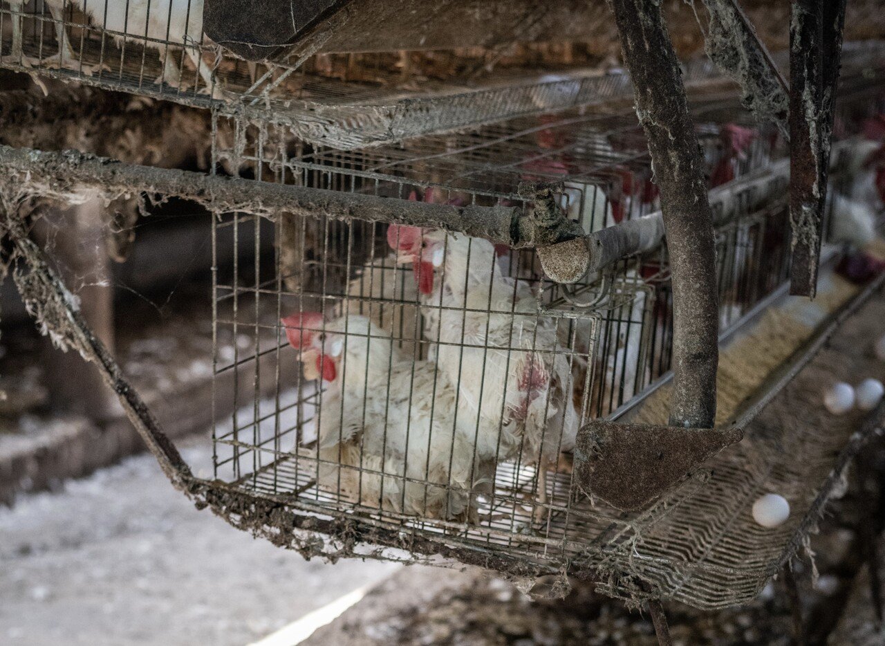 犠牲者が人間であれ動物であれ 残忍を残忍と認める勇気を 私たちが持たないかぎり世界が 見違えるように良くなることは 望むべくもない レイチェル カーソン まめきち Note