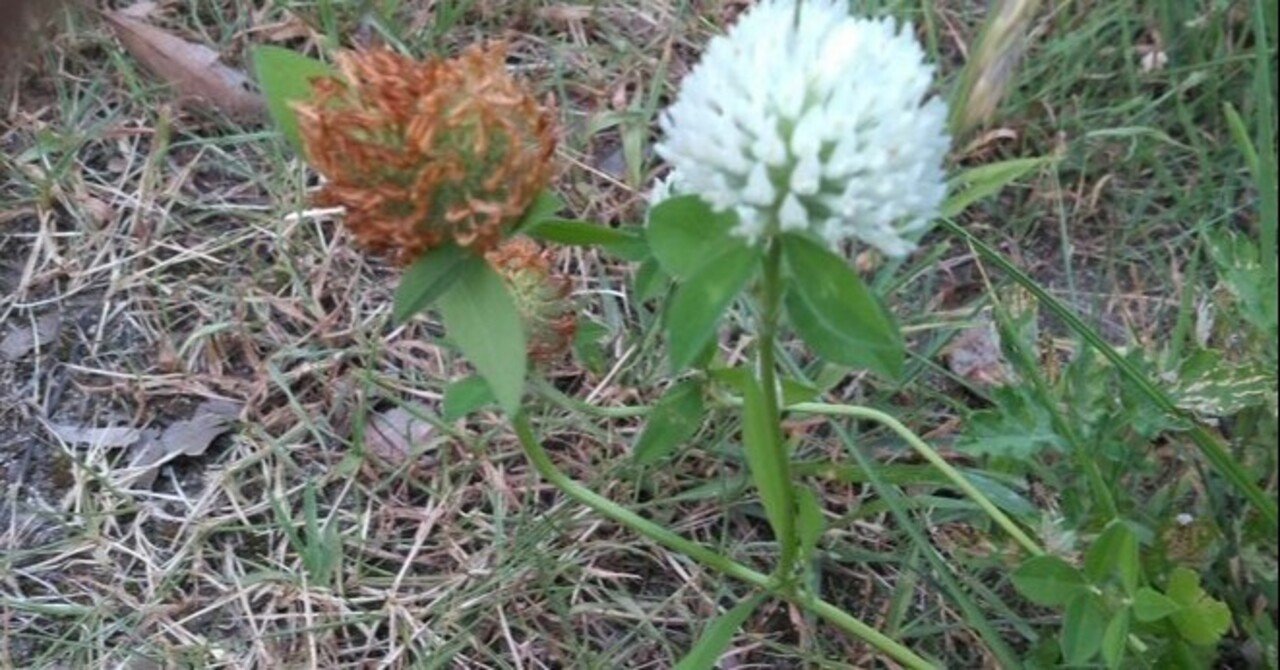 植物画たんぽぽ＊シロツメクサ＊アカツメクサ 植物画たんぽぽ＊シロツメクサ＊アカツメクサ アカツメクサが