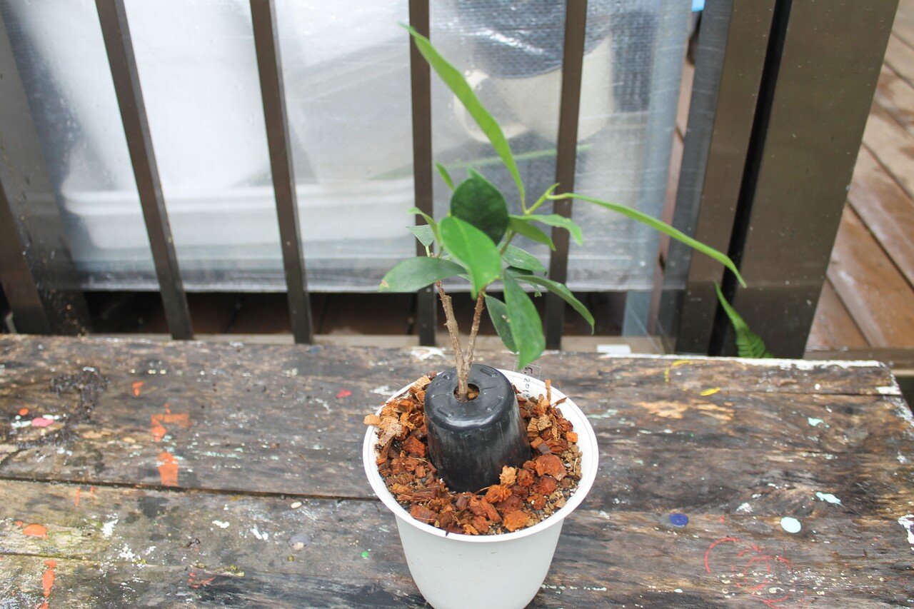 家の植物 21 8 17 Nakada Shugo Note