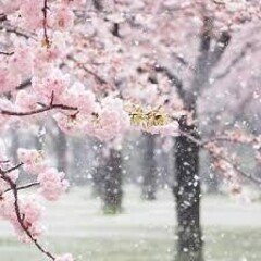 24★「こんな春の日」
