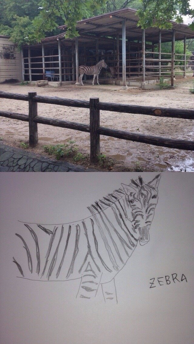 Zebra @ Higashiyama Zoo Nagoya Japan