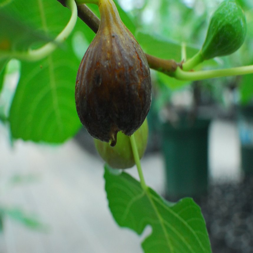 Fig Varieties Celeste セレスト 世界のいちじく育てよう まるはち果実園 Note