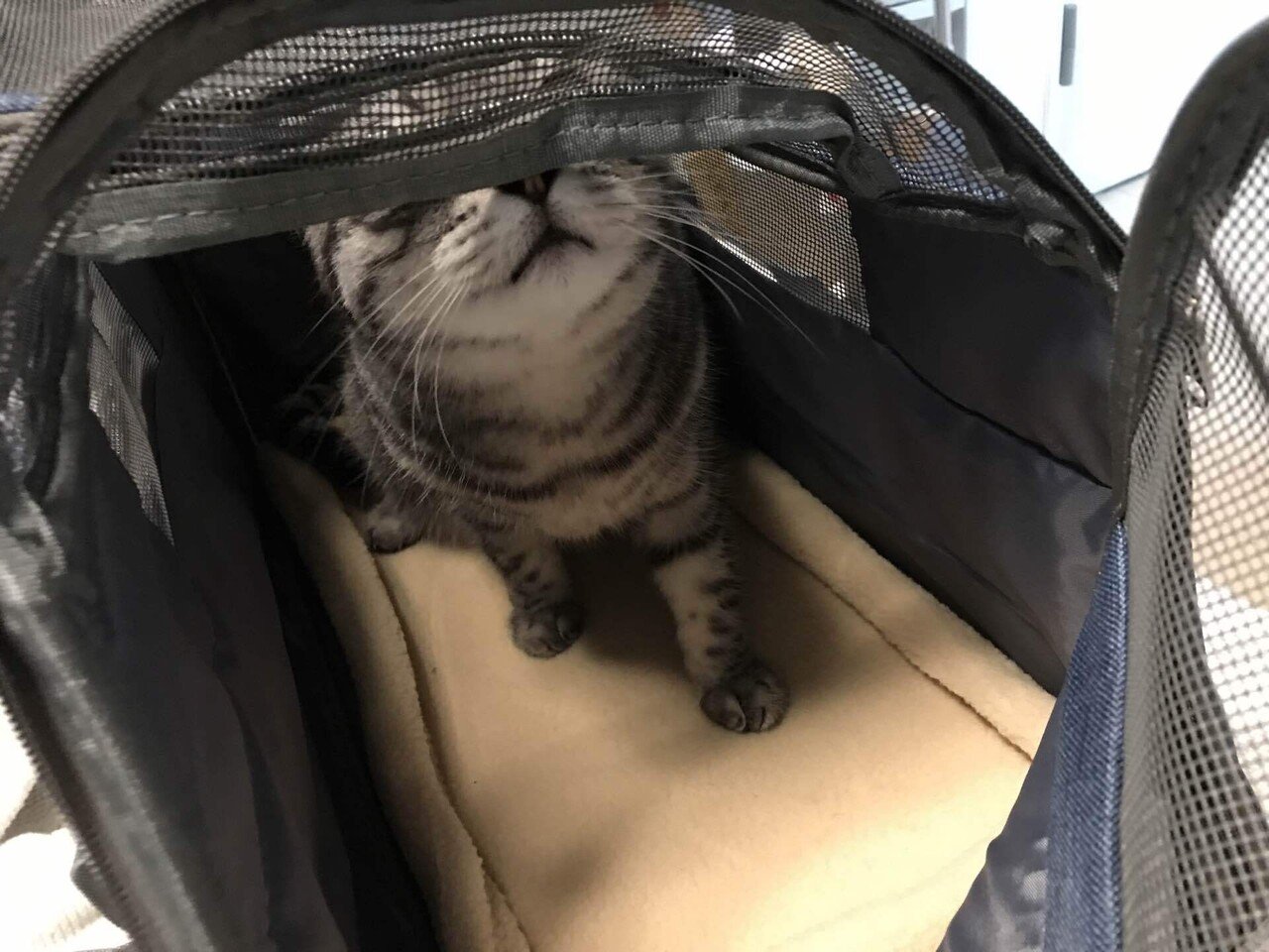 愛猫治療費の為 愛猫の為に購入して頂きありがとう 