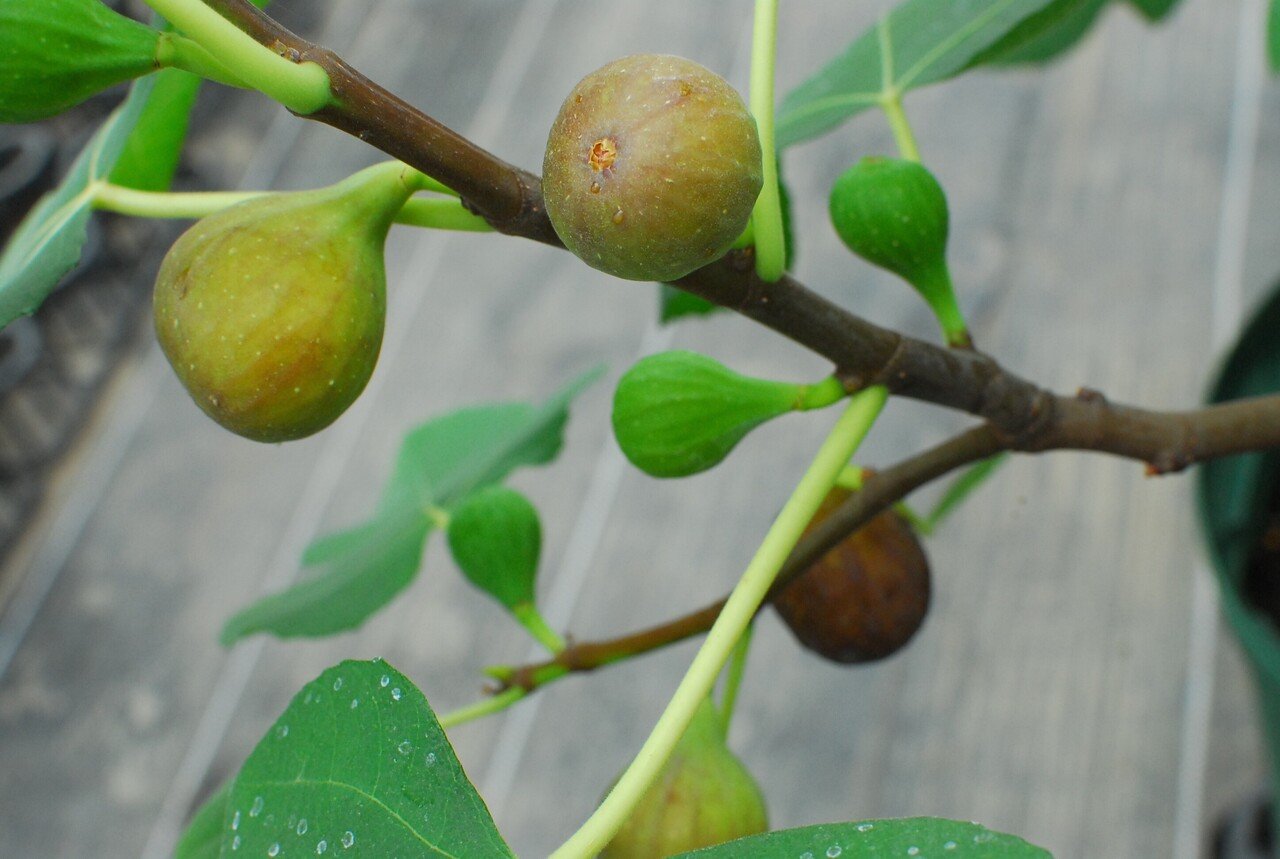Fig Varieties Celeste セレスト 世界のいちじく育てよう まるはち果実園 Note Fig Varieties Celeste セレスト 世界のいちじく育てよう まるはち果実園 Note