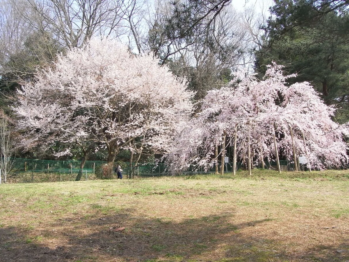 画像34