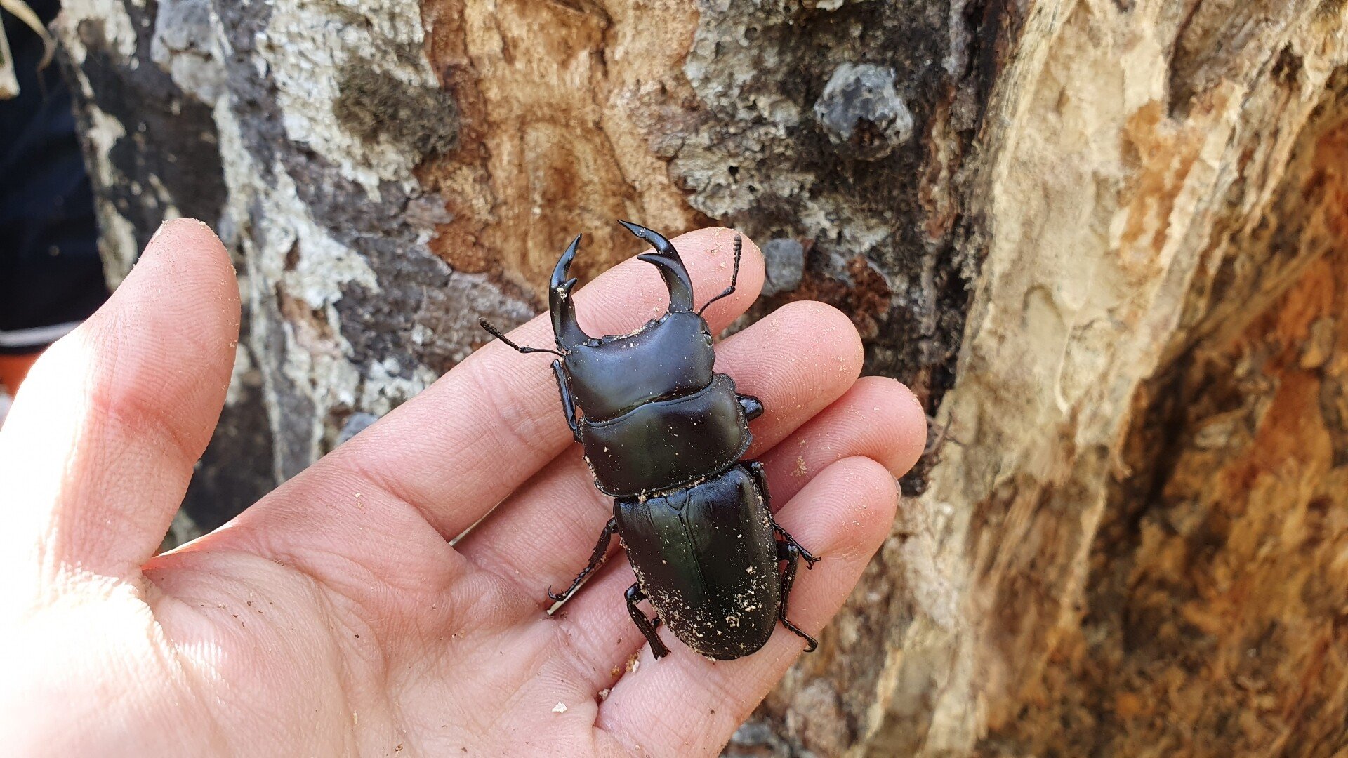 岩手県 オオクワガタ 材割り採集記｜キヨタミ