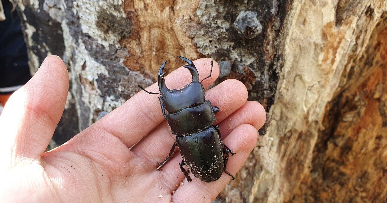 岩手県 オオクワガタ 材割り採集記｜キヨタミ
