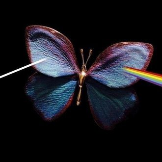 Don T Say The Words ゆうなの花に寄せて Nee Note