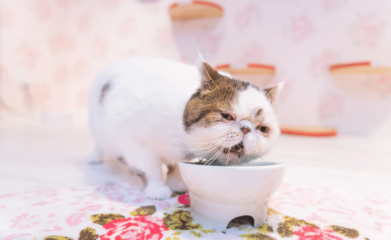 ハムッ、ハフハフ、ハフッ!! 猫 ブサイク