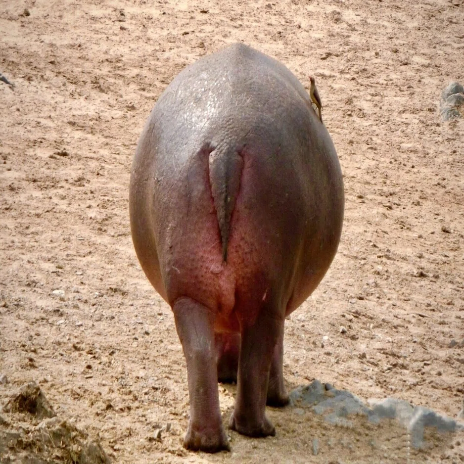 初めてのアフリカ、タンザニア、それも一人④ (セレンゲティ国立公園