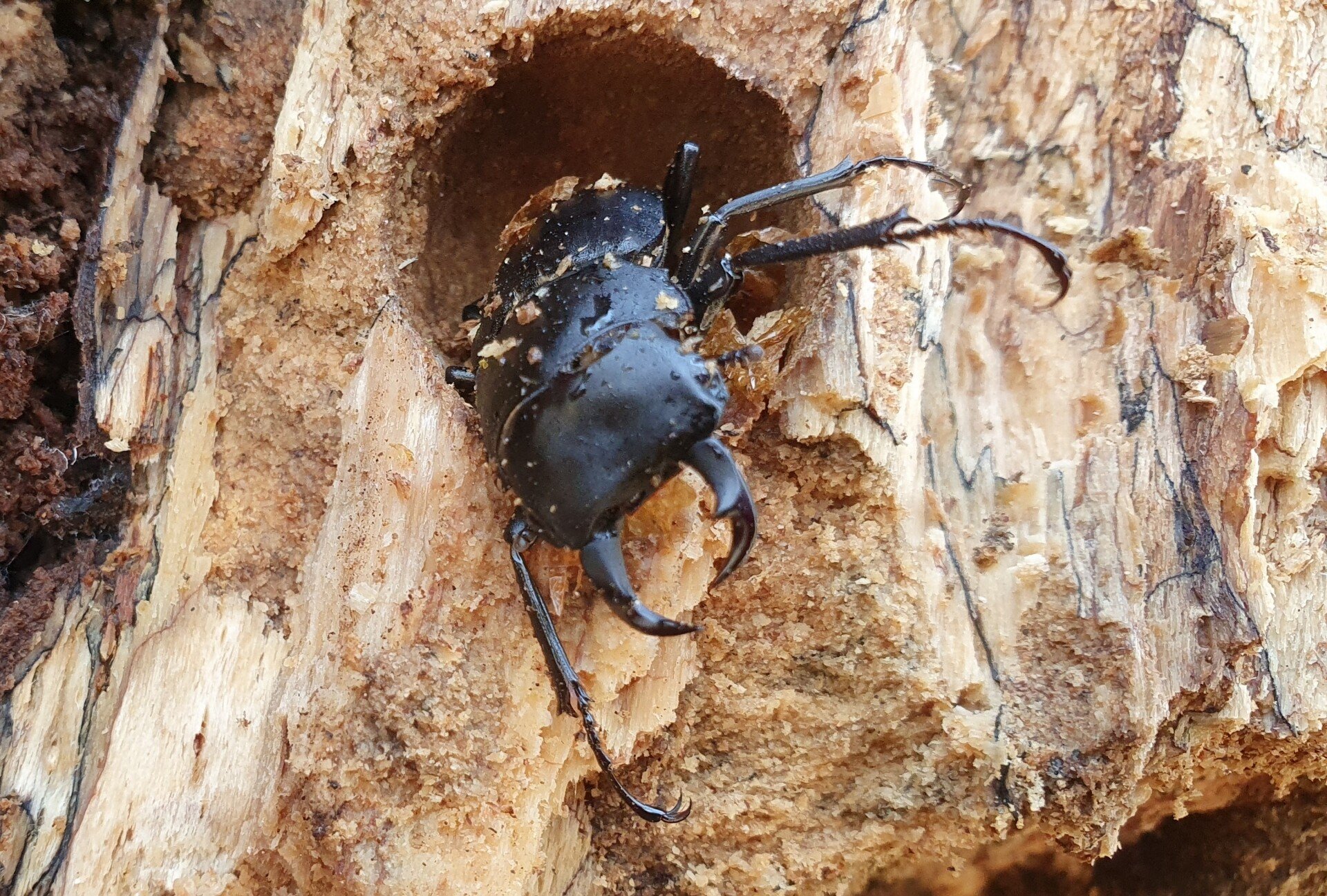 群馬県 ヒメオオクワガタ 材割り採集記｜キヨタミ