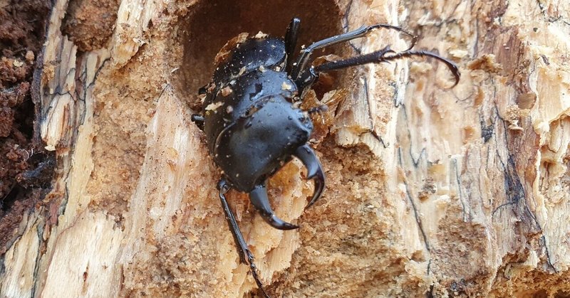 マイマイカブリ の新着タグ記事一覧 Note つくる つながる とどける