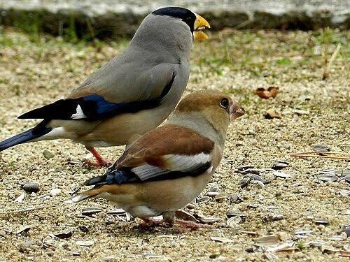 第1717回 仲良しの鳥たち｜翆野 大地