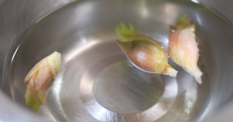 ちょこっと土の上にミョウガの花穂 顔出してた ハタモト Note