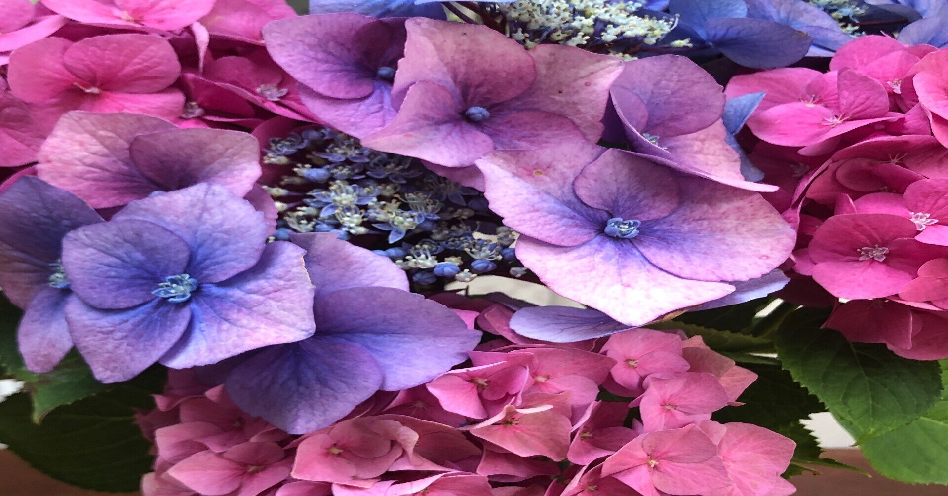 紫陽花って英語でなんていうの マナミー 人生好転 英語ができるようになりたい人へ Note 紫陽花って英語でなんていうの マナミー 人生好転 英語ができるようになりたい人へ Note