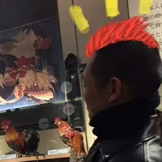 Rooster
