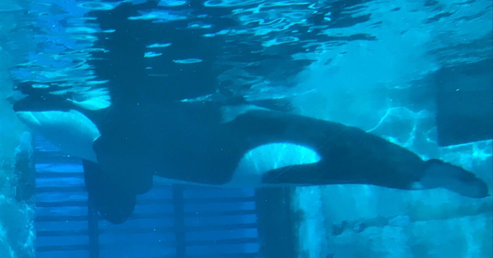 アクリル 金魚 アート 煌 ウミガメ ニモ ドリー フィギュア ジオラマ アクリル 金魚 アート 煌 ウミガメ ニモ ドリー フィギュア ジオラマ