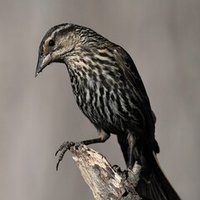 谷山浩子さんのご夫君の訃報を聞く Toli Note 谷山浩子さんのご夫君の訃報を聞く Toli Note