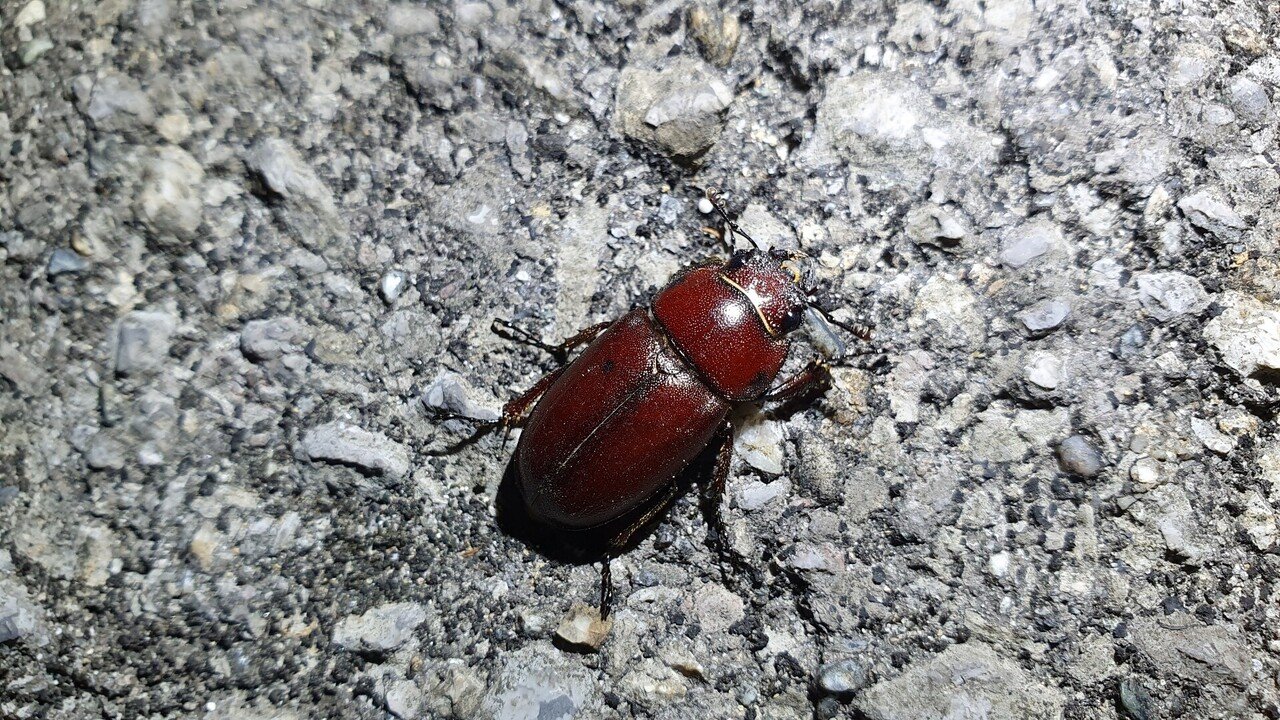 初夏の八重山遠征 (石垣島 西表島) part1｜キヨタミ｜note