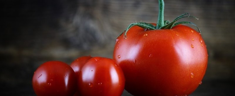チェコのベンチャー企業、マイニングの熱でトマトを栽培
