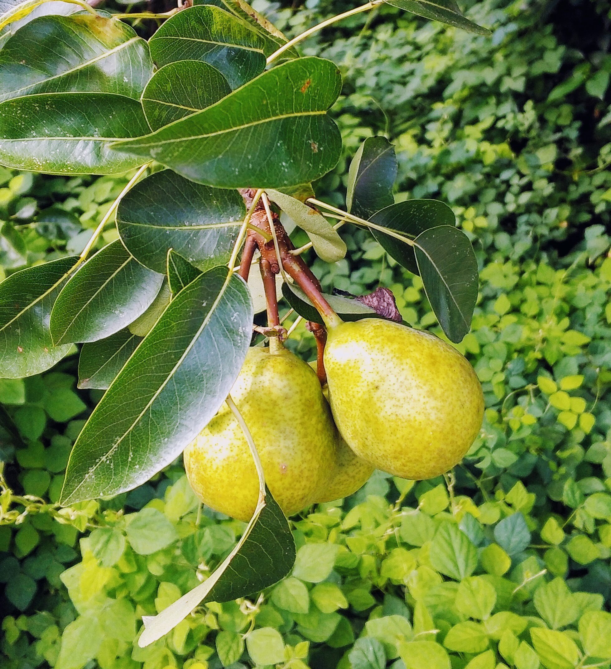 洋ナシ の新着タグ記事一覧 Note つくる つながる とどける