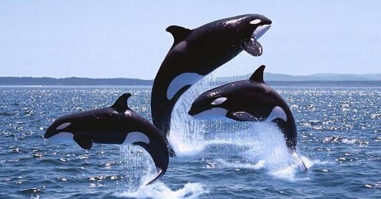 8 18 ニュースなスペイン語 Orcas シャチ Jidequin Note