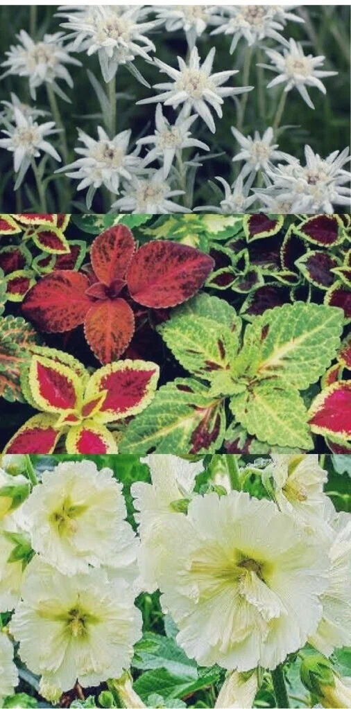 今日の花 21 8 18 エーデルワイス 花言葉 大切な思い出 勇気 別れた後の男と女は思い出を分かちあう コリウス 花言葉 叶わぬ恋 健康 幸せと は健康で記憶力が悪いということだ タチアオイ だー Note