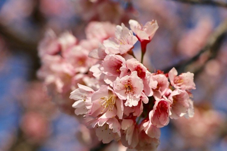 春の訪れ
#カメラ #写真 #桜