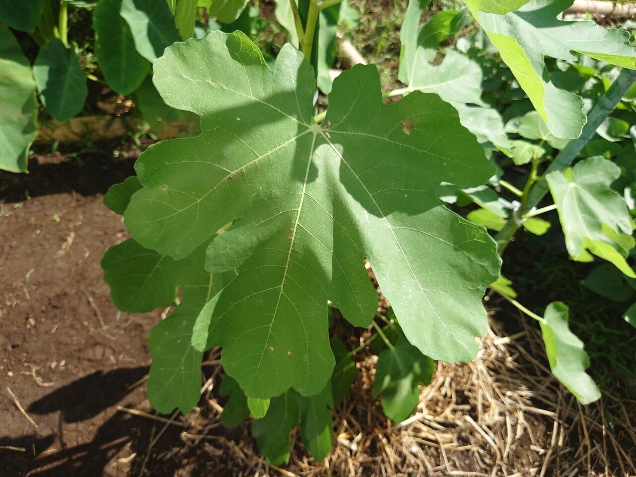 いちじくの葉の異変 ゼロから始めるいちじく農家への道 Note