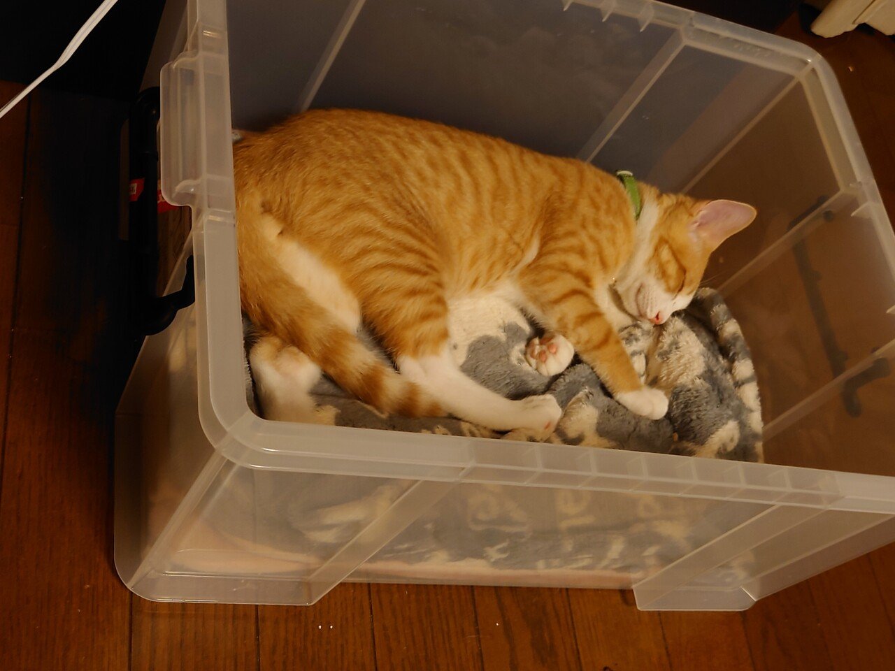 保護猫の不思議な行動 毛布をちゅぱちゅぱ吸う しの Araigumasino Note 保護猫の不思議な行動 毛布をちゅぱちゅぱ吸う しの Araigumasino Note