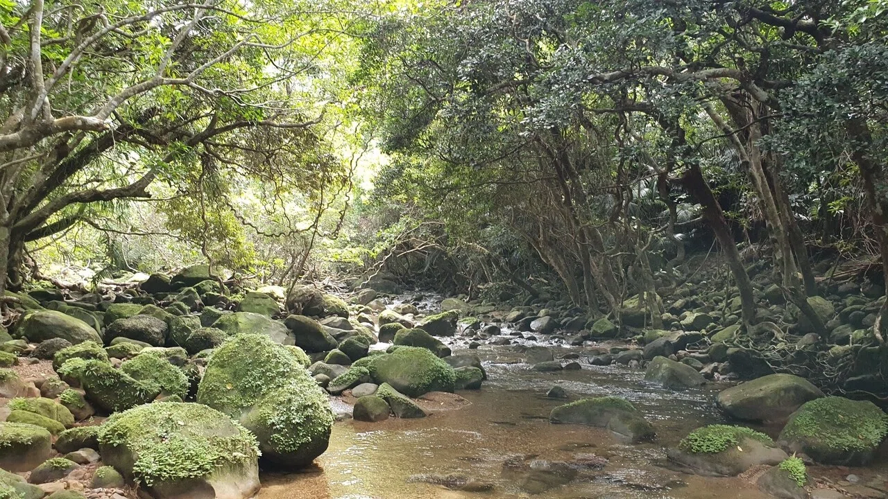 初夏の八重山旅 (石垣島 西表島) part2|キヨタミ 初夏の八重山旅 (石垣島 西表島) part2|キヨタミ