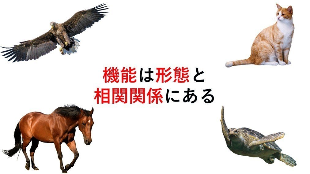 形態構築アプローチって何？｜土屋元明｜理学療法士／動きの