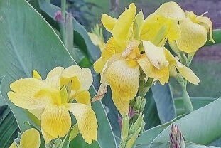 今日の花 の新着タグ記事一覧 Note つくる つながる とどける